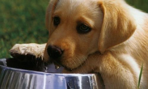 Pienso light para que el perro baje de peso