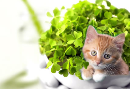 Plantas que representan un peligro para los gatos curiosos