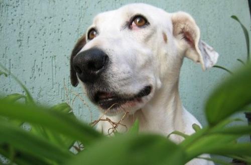 Plantas tóxicas y peligrosas para los perros