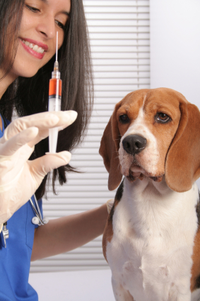 ¿Por qué es importante la vacunación de los perros?