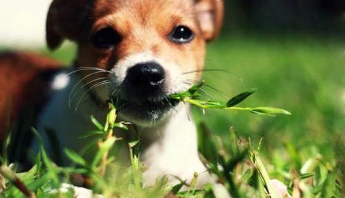 ¿Por qué mi perro come hierba?
