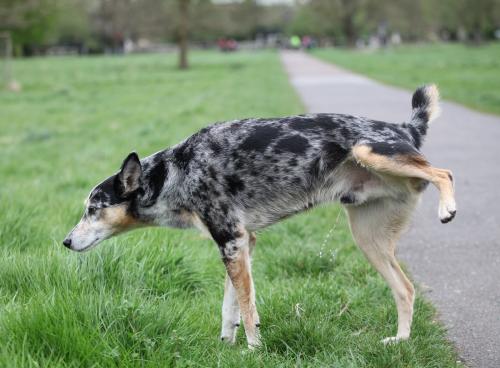 ¿Por qué nuestro perro levanta la pata para orinar?