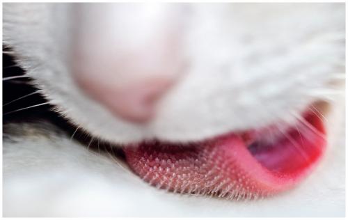 ¿Porqué la lengua del gato es áspera?