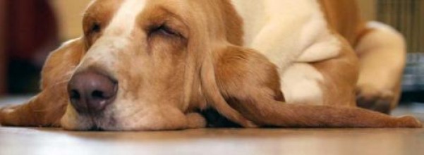 prevencion-y-consejos-sobre-la-obesidad-de-los-perros_fzh5q