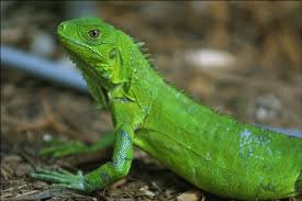 Previniendo las enfermedades más comunes de las iguanas
