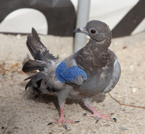 Primeros auxilios a un pájaro con un ala rota