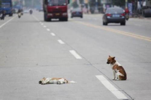 Primeros auxilios en caso de accidente con perros y gatos