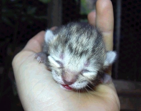 Primeros cuidados para los gatos prematuros o gatos abandonados