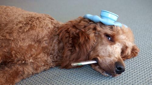 Problemas de estómago de los perros