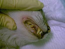 Problemas dentales en los gatos