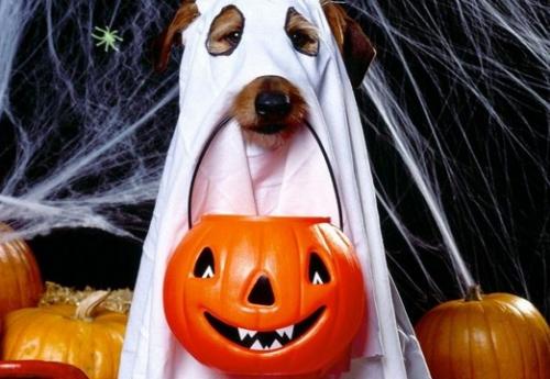Protege a tu perro durante las fiestas de Halloween