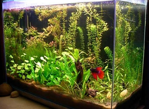 ¿Qué acuario debo elegir para mis peces?