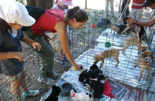 ¿Qué es mejor, exposiciones de razas o exposición de perros para adopción?