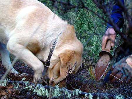 ¿Qué hacer si el perro cava hoyos en los jardines?