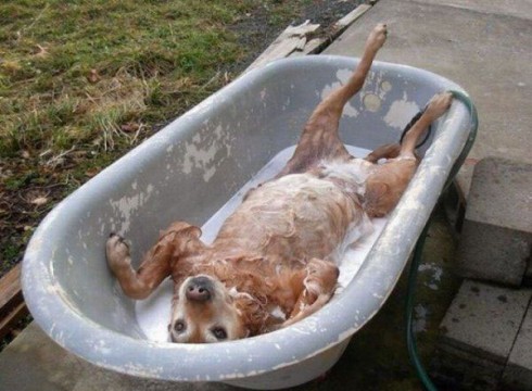 ¿Qué tan seguido puedo bañar a mi perro?