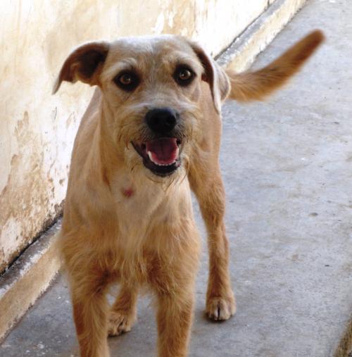 Quiero ayudar a las mascotas y perros abandonados ¿cómo puedo hacerlo?