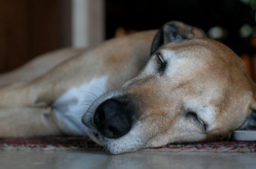 Quimioterapia para los perros con cáncer