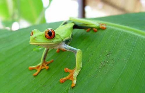 Ranas arbóreas en casa