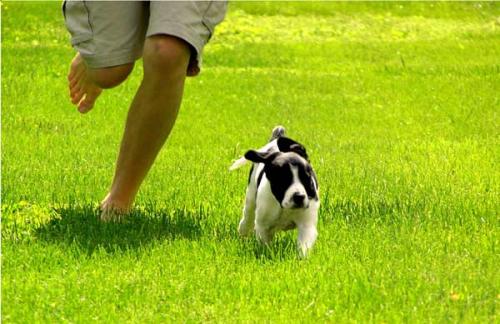 Razas de perros con mucha energía para los dueños activos