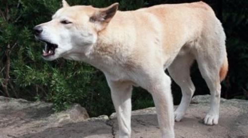 Razas de perros salvajes