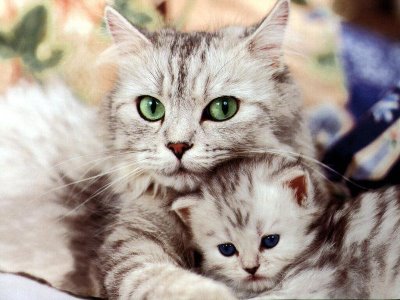 Reconoce cuando tu gata esta preñada