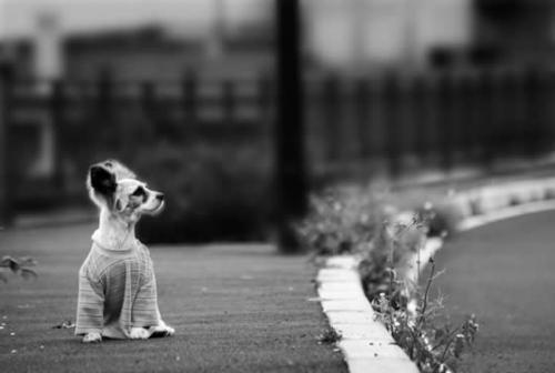 Reflexiones sobre el abandono de mascotas y los dueños sin compromiso