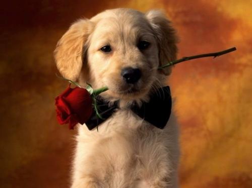 Regalar perros y otras mascotas en San Valentín