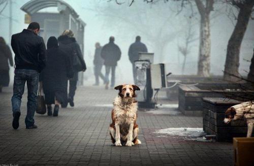 Rescate moral de las mascotas y perros abandonados