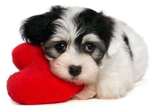 Ropas para mascotas inspiradas en San Valentín