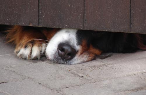 Ruidos fuertes y los miedos del perro