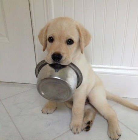 Señales de un perro que padece hambre real