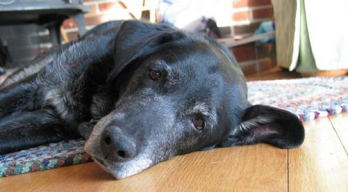 Síndrome de Disfunción Cognitiva de los perros o Alzheimer canino