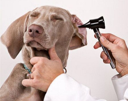 Síntomas de otitis en los perros