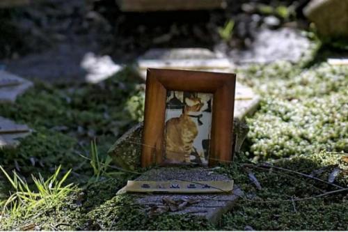 Superar la ausencia de la mascota