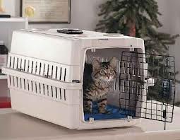 Técnicas para que el gato ingrese a su jaula de viaje