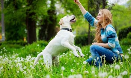 Tener perros y los beneficios que ganamos