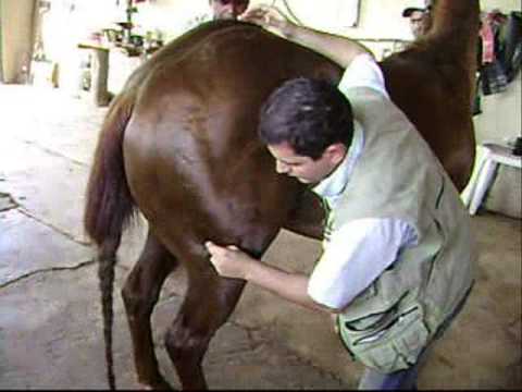 Terapias y masajes en caballos