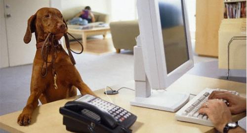 Tips para que tu perro te acompañe al trabajo