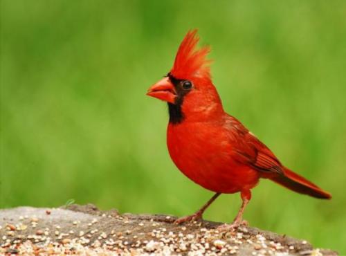 Un cardenal de mascota