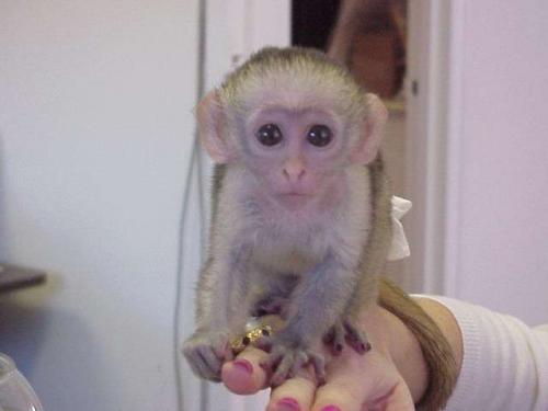Un mono Tití en casa