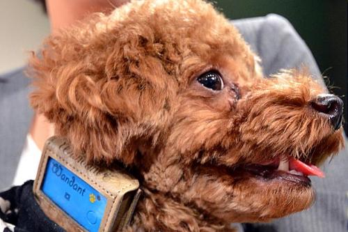 Un nuevo accesorio para perros: El Wandant