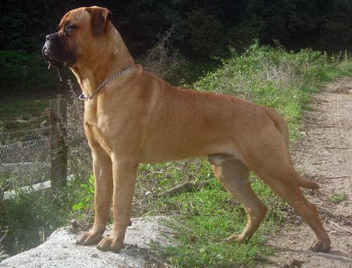 Una enorme y tierna mascota, el Bullmastiff