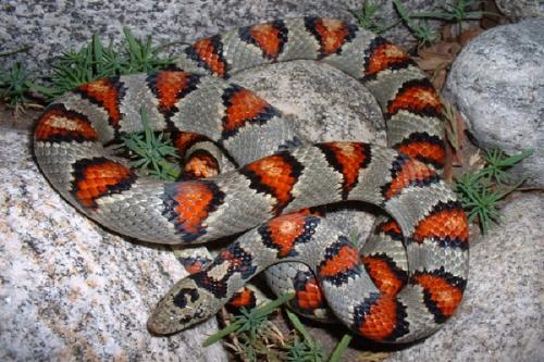 Una nueva serpiente mascota: La Lampropeltis