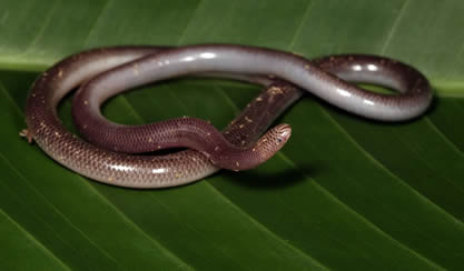 Una serpiente que parece gusano es la más pequeña del mundo