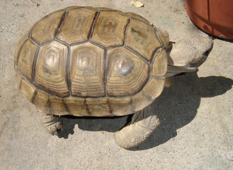 Una tortuga de tierra en casa
