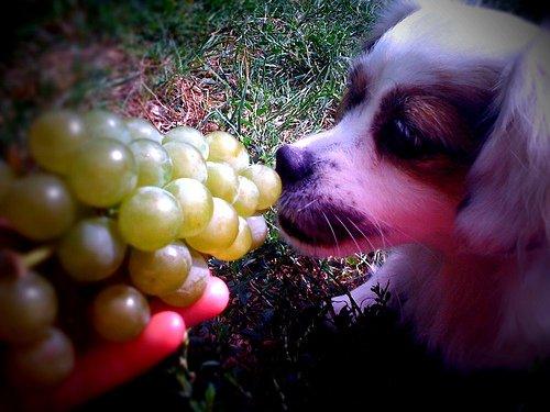 Uvas y pasas un peligro para los perros