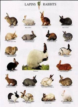 Variedad de razas de conejos