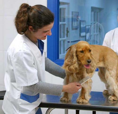 Ventajas de las peluquerías caninas