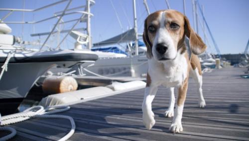 Viajar en barco con perros y gatos