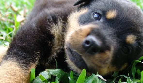 A los perros les gustan más las caricias que el contacto verbal